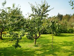 drvo šljive, šljiva, drvo, biljka, šljivik