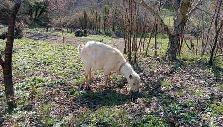 Selo Svrčuge kod Herceg Novog