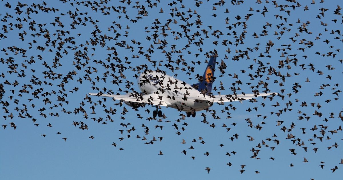 Russians develop system to prevent bird strikes: Covers a 10-kilometer radius, and here's how it works