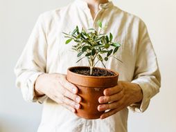 maslina, drvo masline, saksija, masline u saksiji