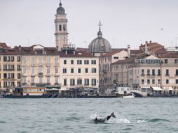 dolphin venice delfin Mimo Venecija