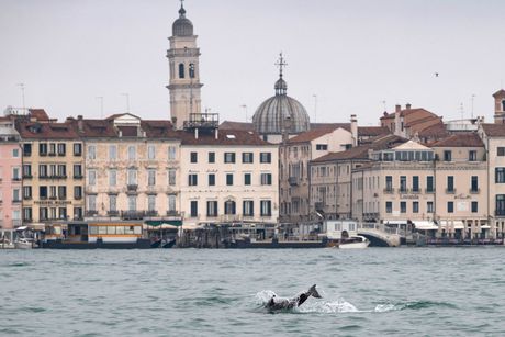 dolphin venice delfin Mimo Venecija