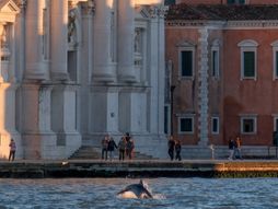 dolphin venice delfin Mimo Venecija