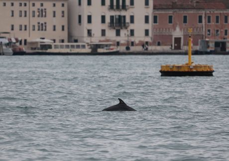 dolphin venice delfin Mimo Venecija
