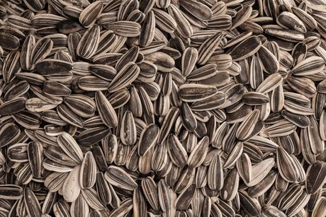 seme suncokreta, suncokret