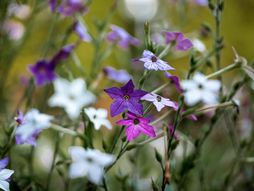 Ukrasni duvan cveće