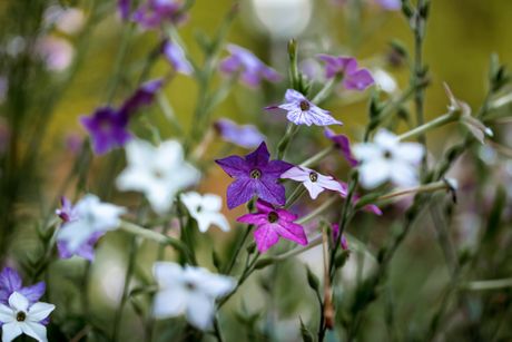 Ukrasni duvan cveće
