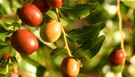 Radiša gaji voće za koje je malo ko čuo: Samo jedan kilogram dostiže cenu od 1.200 dinara