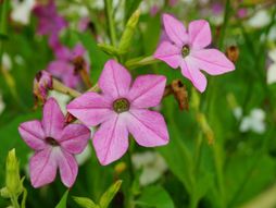 Ukrasni duvan cveće