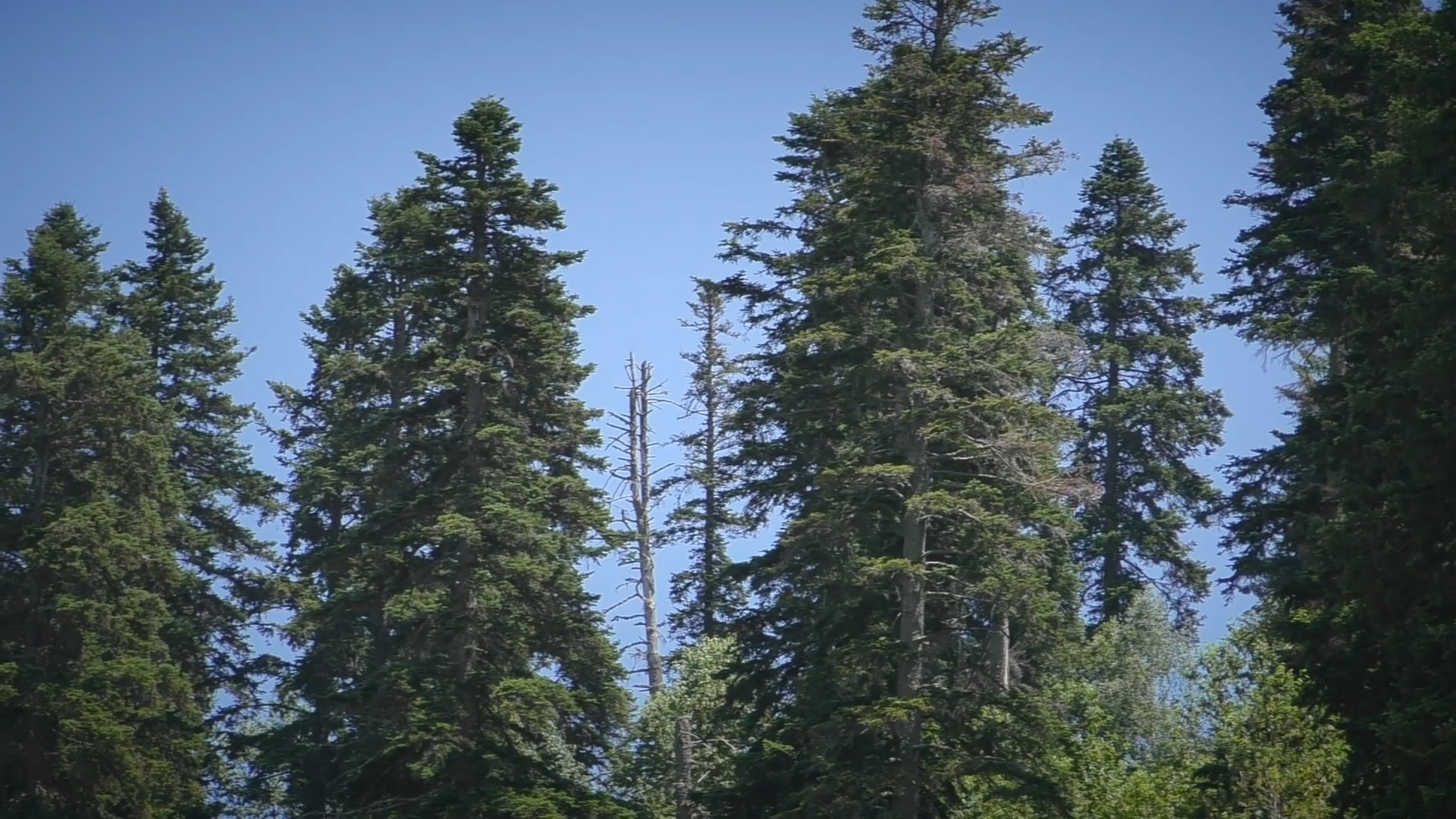 Vlada usvojila Uredbu o proglašenju Specijalnog rezervata prirode Bosutske šume