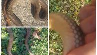 Bata iz Ražnja snimio prizor koji je zabrinuo Srbiju: Zmije se bude usred februara, a evo šta to zaista znači!