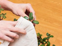 Drvo novca, čišćenje lišća