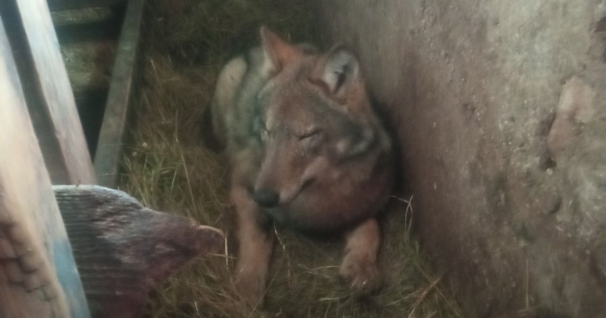 New footage of a "tame" wolf from Žabljak: How a wild beast slept in a stable with livestock