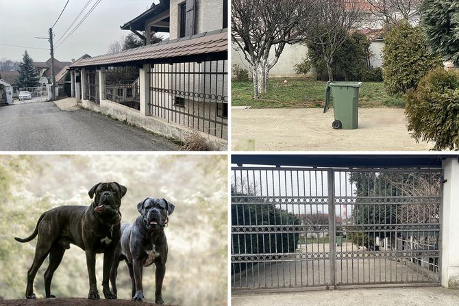 Voždovac, Beranska ulica, napad psa, kane korso