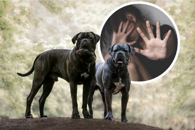 Kane Korso, pas, psi , uplašena žena, devojka