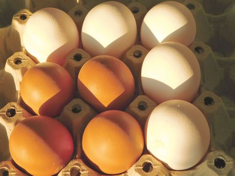 Bela i braon jaja