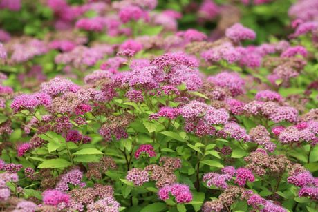 Spirea