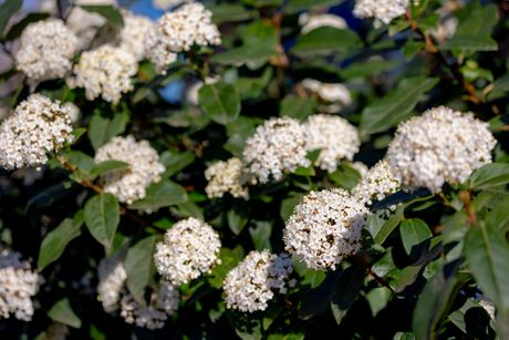 Viburnum