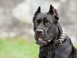 koju je zvijezdu kao klinca ugrizao rotvajler