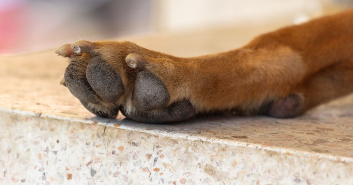 Slika koja je rasplakala Hrvatsku: Pas Bobi je bolestan, ali vlasnik ga svaki dan pazi i odbija da ga uspava