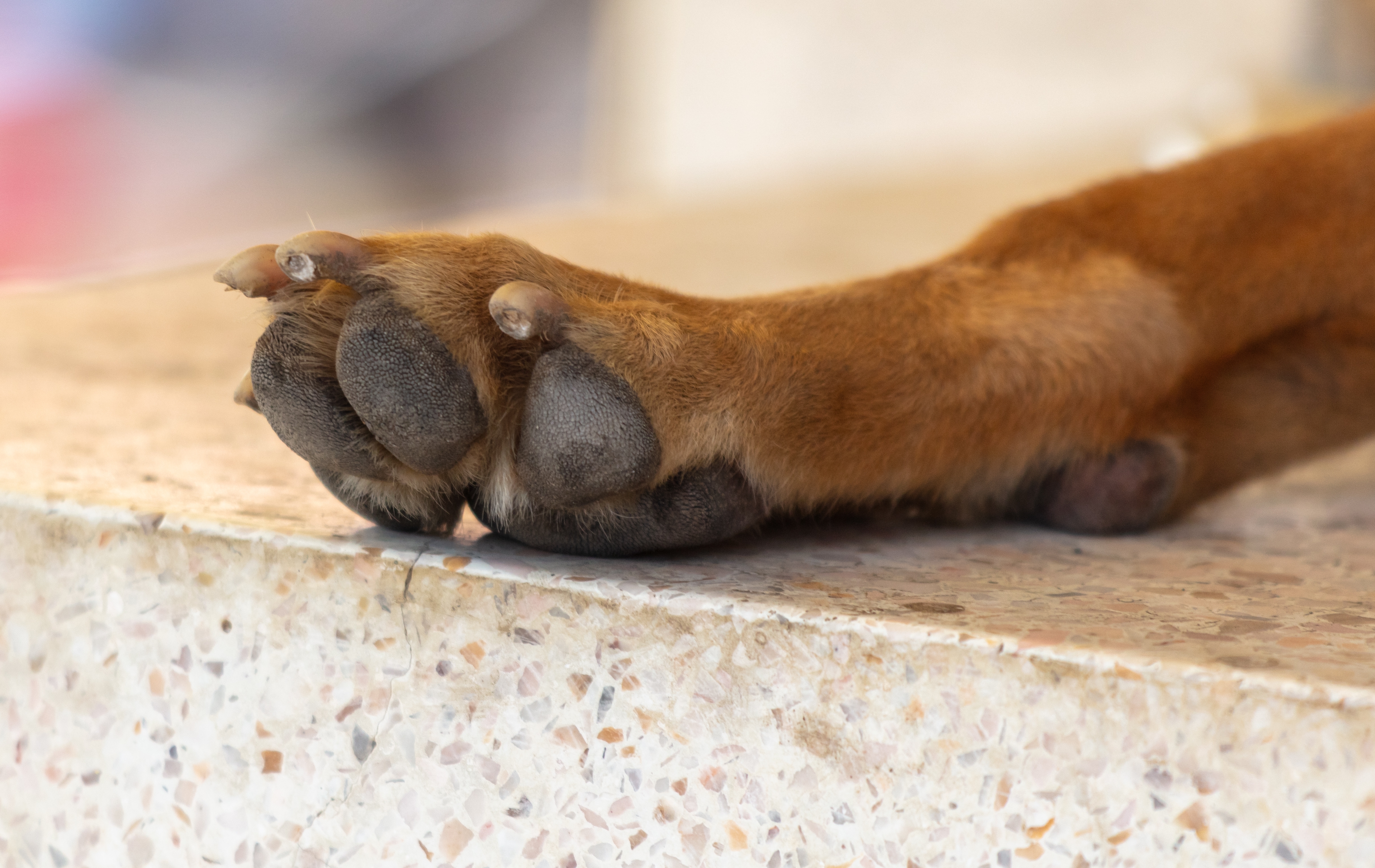 Ženu mučila pse u stanu u Karlovcu: "Jedan je izgleda bio mrtav. Nisu jeli mesecima..."