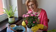 Kraljica cveća u saksiji: Hit trikovi kako da vam ruže cvetaju u punom sjaju čak i na maloj terasi