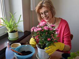 ruža, ruža u saksiji, ruže, cvet