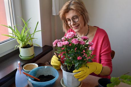 ruža, ruža u saksiji, ruže, cvet