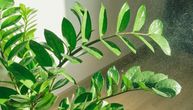 Ako zamiji žute listovi ili se smežuraju, biljka vam šalje upozorenje: Evo šta joj nedostaje