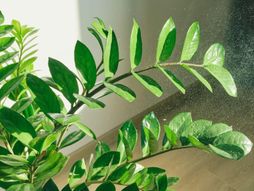 Zamioculcas zamiifolia