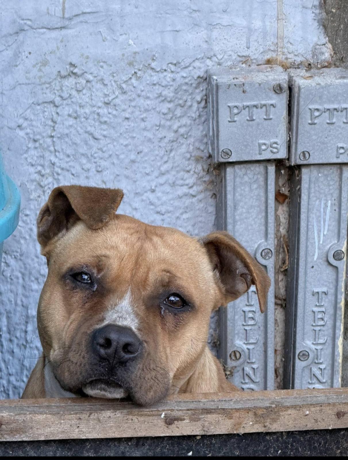 Hitno zbrinjavanje psa sa ulica Beočina: Trpi napade mužjaka, građani prete lokalnom Zoohigijenom