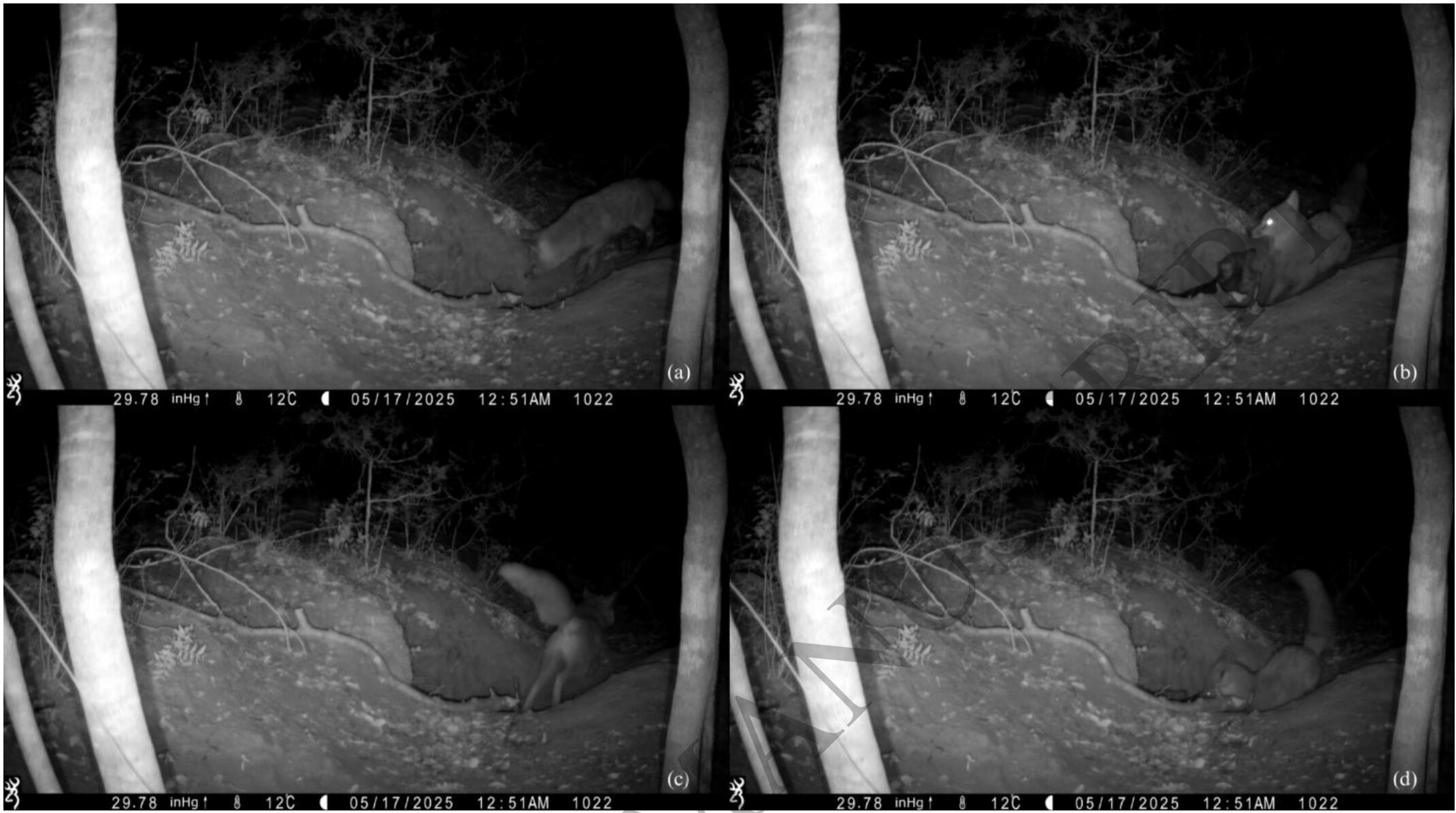 „Ovo nikad nije viđeno!“ 5 zamki s kamerama aktivirano u šumi kraj Rima, ono što su snimile šokiralo naučnike