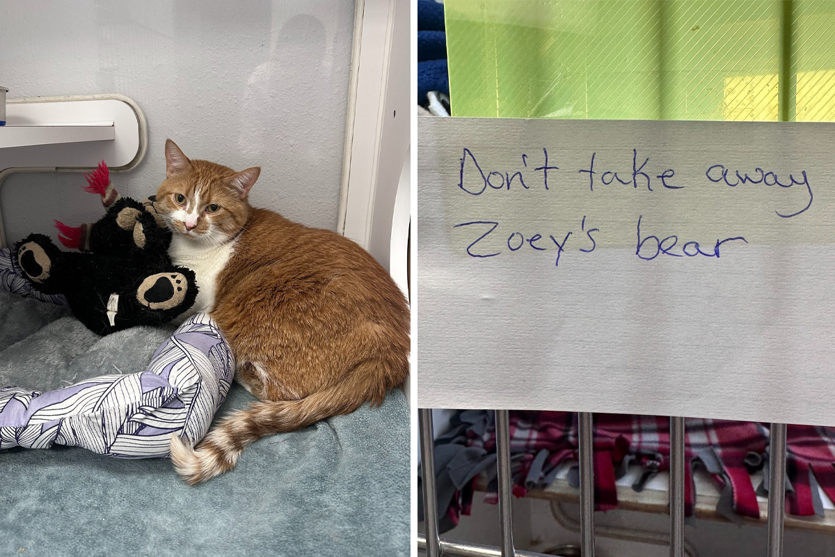 Vlasnik ostavio mačku u azilu uz potresnu PORUKU: Tražio samo JEDNU USLUGU zbog koje svet jeca