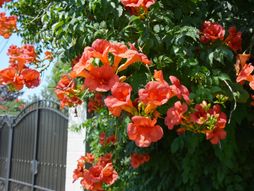 trubača, cvet, cvet trubače, biljka