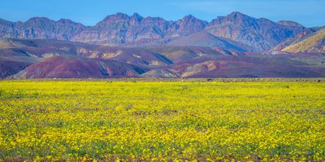 Supercvetanje u Dolini smrti