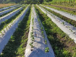 malč, folija, njiva