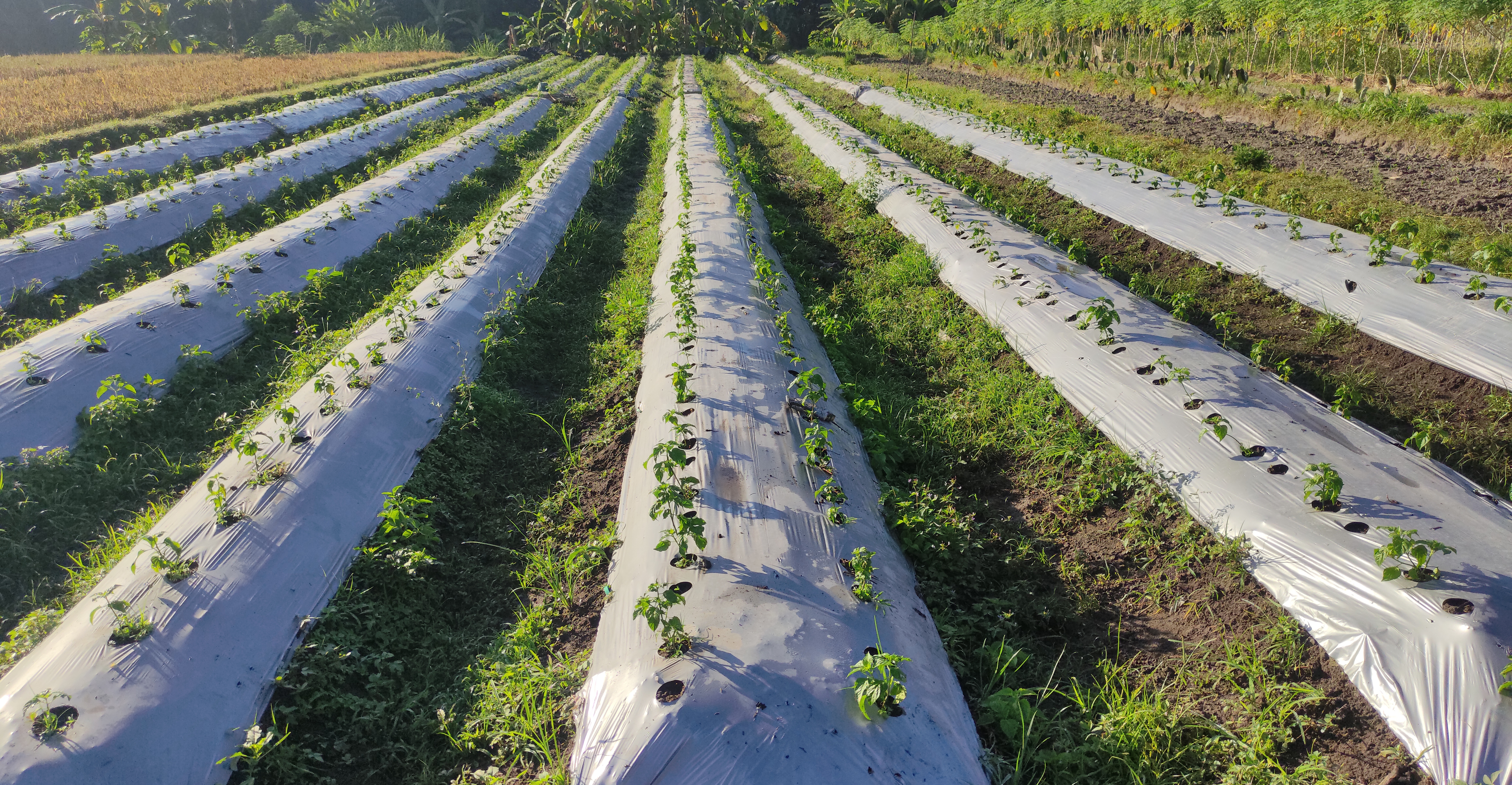 Nestvaran prizor zabeležen u Futogu: Bezbednosni rizik na ulici