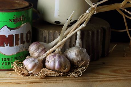 beli luk, čuvanje belog luka, luk, povrće