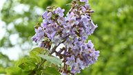 Svi žele ovo drvo: Raste brže od bambusa i ima ljubičasto cveće, ali pre sadnje znajte OVO
