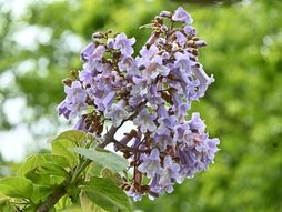 Paulovnija, cvet, drvo, biljka