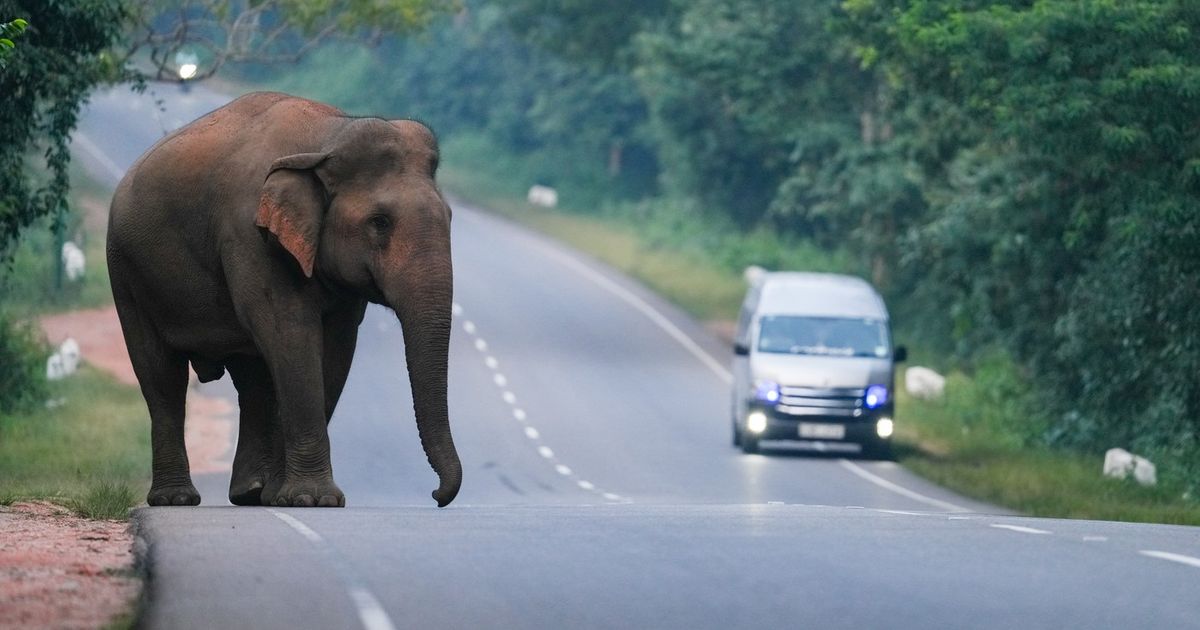 BELIEVE IT OR NOT Elephant broke into a famous restaurant: Looking for food, caused chaos!