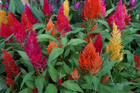 Celosia