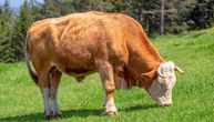 Ovo je bik prodat za 143.000 evra: Kupac oduševljen telesnim karakteristikama i temperamentom šampiona