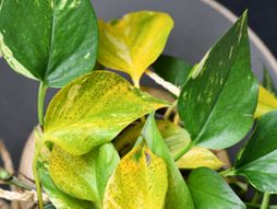 Puzavica, kucna biljka, POTOS