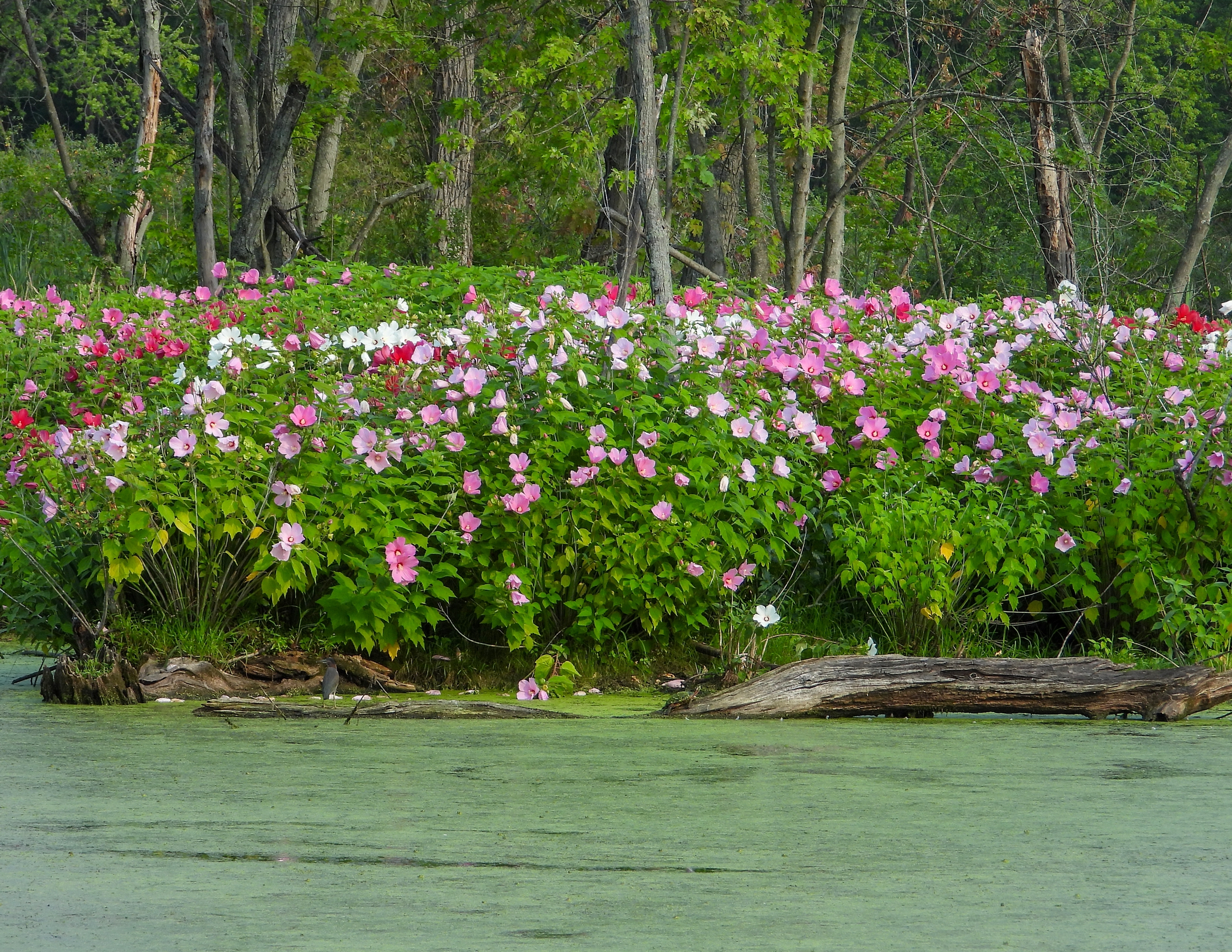 Ovo tropsko cveće uspeva kod nas i najlepši je ukras svake bašte: Pravi je raj za oči kad se rascveta