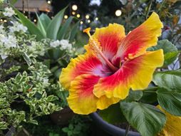 Hibiskus
