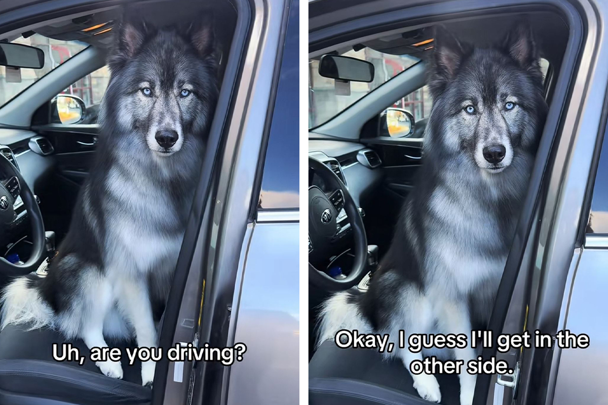 Ceo svet priča o njemu: Svi misle da je Haos vuk, a ove čeličnoplave oči i snaga pripadaju POSEBNOJ RASI