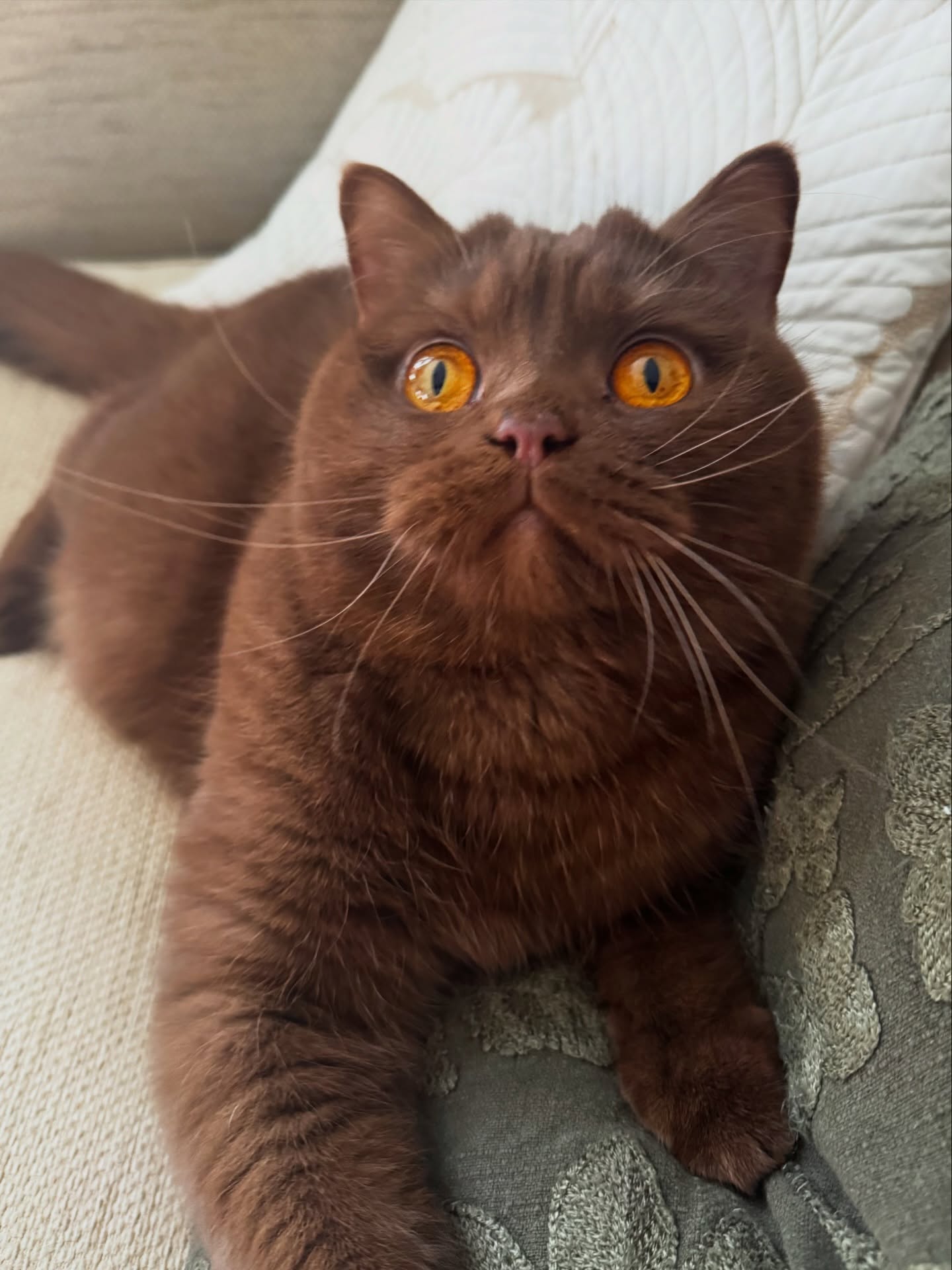 Britanska mačka fascinira svemirskim narandžastim očima: Obi se borio za život, sada osvaja modu i medije