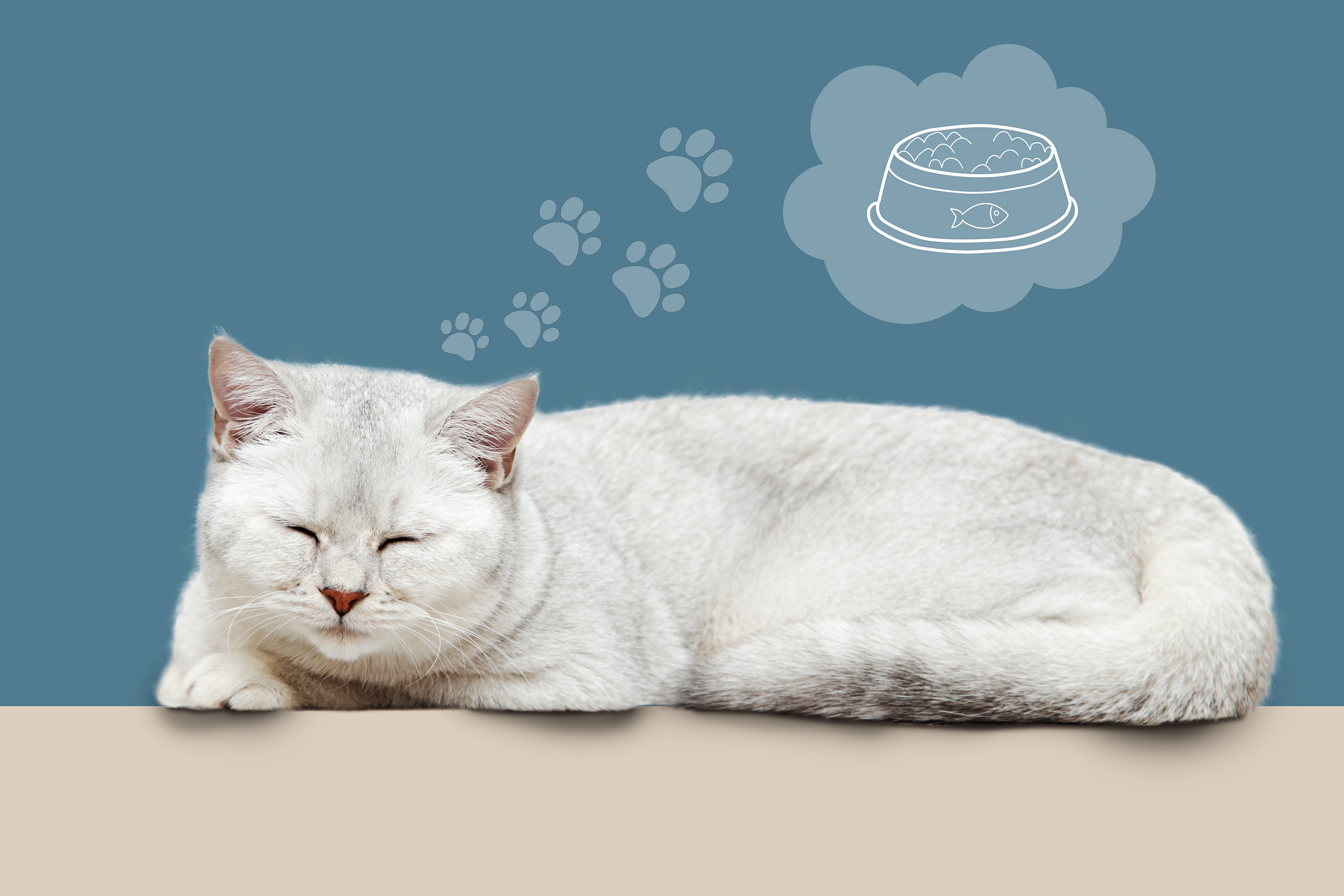 Mačke sanjaju o hrani, jurnjavi i vlasnicima: Koji znaci otkrivaju NOĆNE MORE a koji LEPE SNOVE