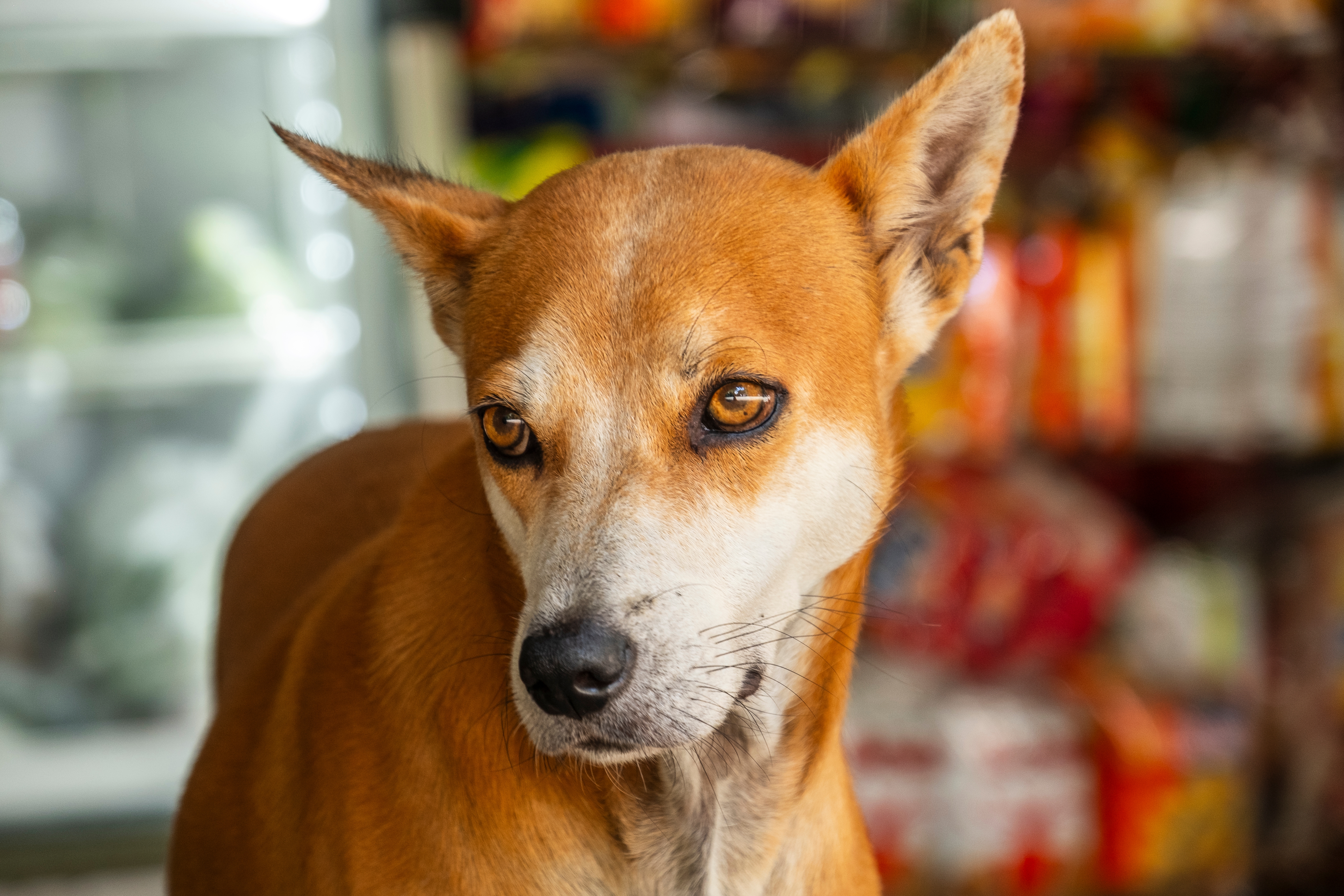 MISTERIOZNA i retka RASA iz Malezije koju kinolozi ne priznaju: TELOMIAN, pas koji obožava penjanje